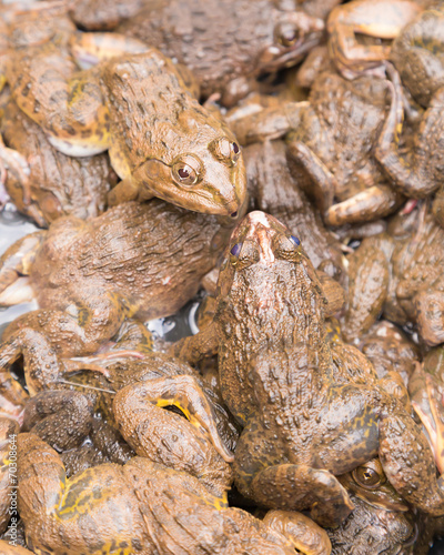 Local Frogs in Fresh Market   Thailand