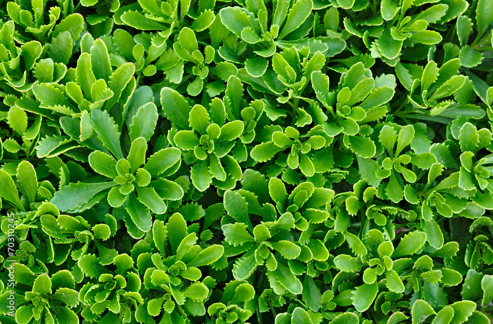 Flower plants in the garden. Flower plants in the garden.