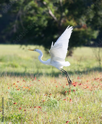 great white egret in flight