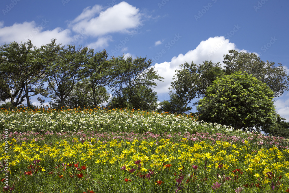 夏のゆり園