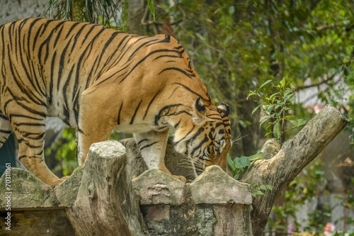 A Tiger Walk Around Looking For Food