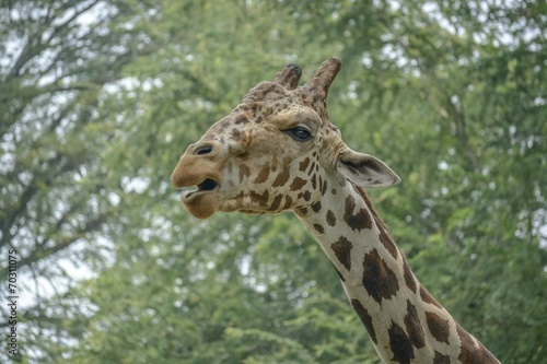 Head Close up of Giraffe