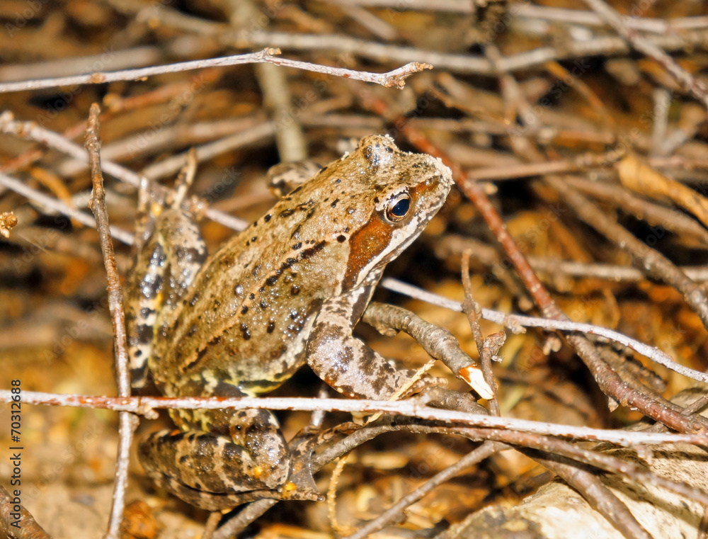 Obraz premium Frog closeup sitting on a twig