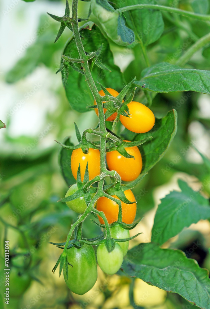 Yellow cherry tomatoes in the greenhouse close-up