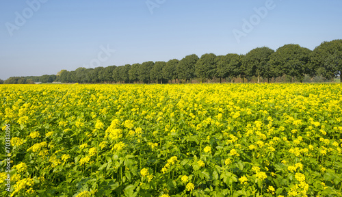 Rapeseed growing on a field in summer © Naj