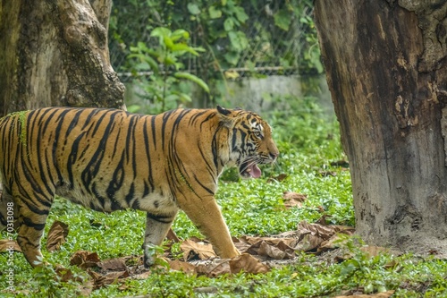 A Tiger Walking Around in Lonely