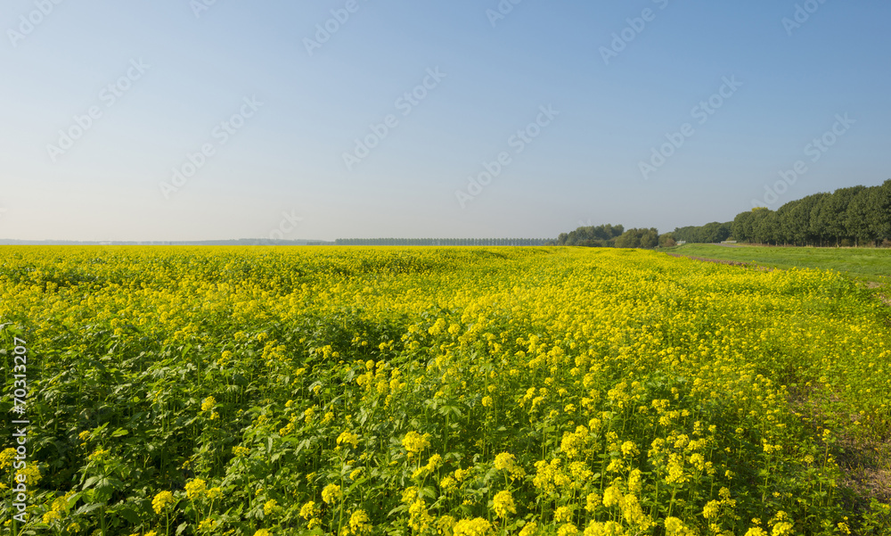 Rapeseed growing on a field in summer Rapeseed growing on a field in summer