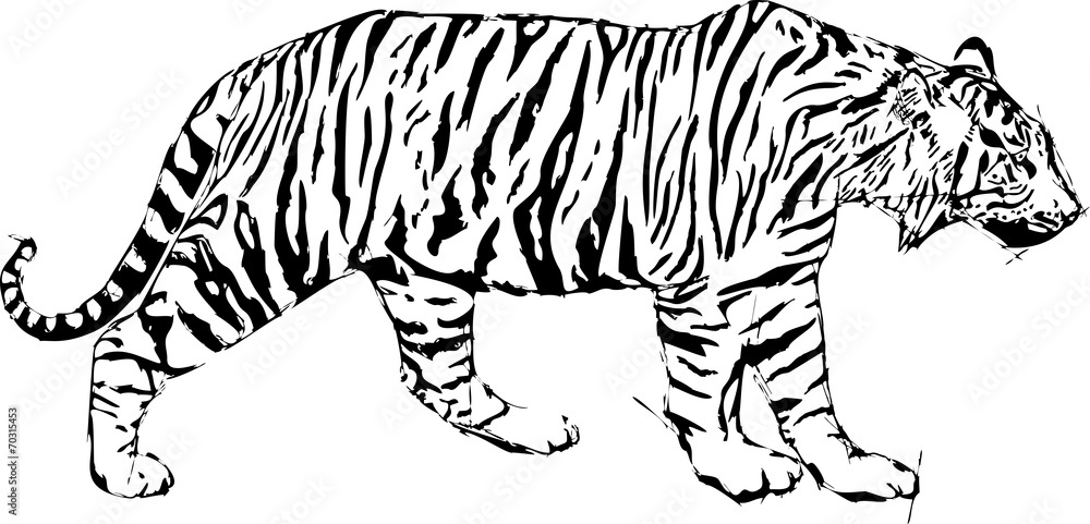 Sketch vector illustration of tyger Sketch vector illustration of tyger