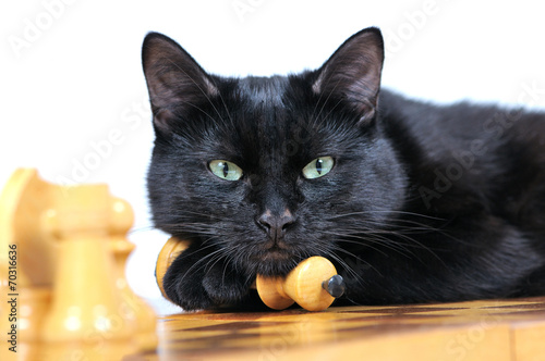 Black cat lying on the chessboard looking at the camera isolated
