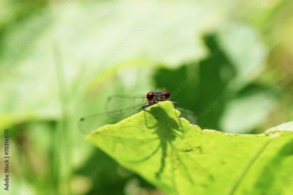 Libelle Libelle