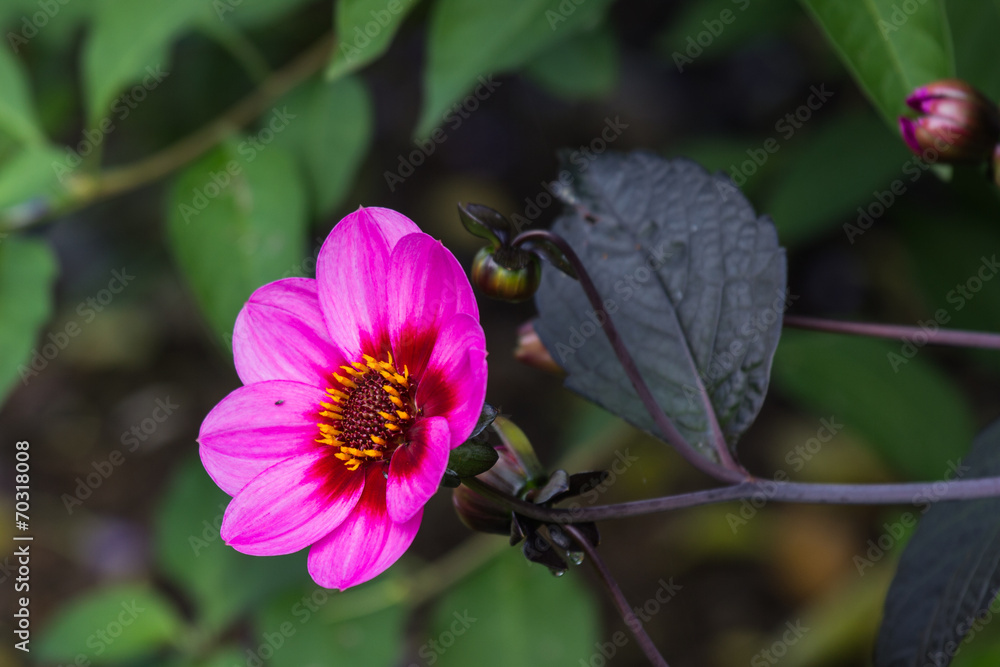Blume Blume