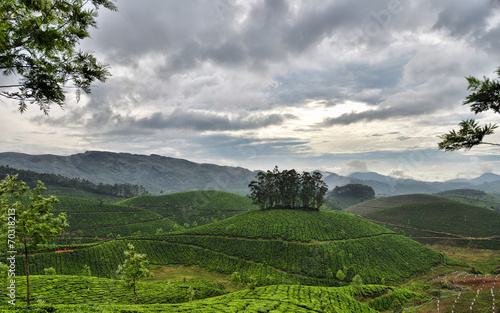 agriculture in the mountains. tea plantation photo