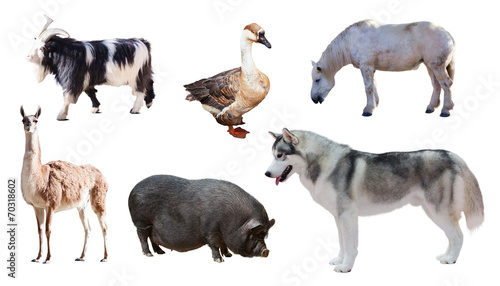 Siberian Husky  and other farm animals. Isolated over white