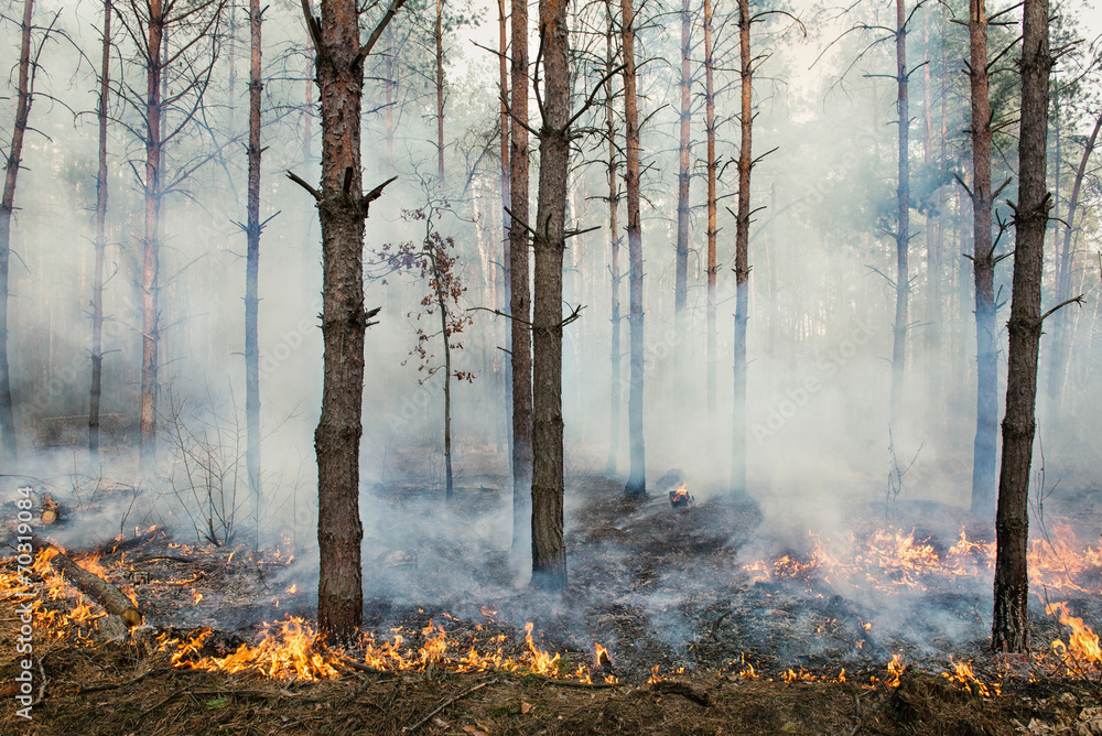 Forest fire and clouds of smoke Forest fire and clouds of smoke