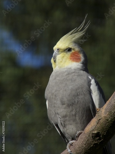 Schöner putziger Nymphensittich im Sommer bei Sonnenschein im Vogelpark Heiligenkirchen bei Detmold in Ostwestfalen-Lippe photo