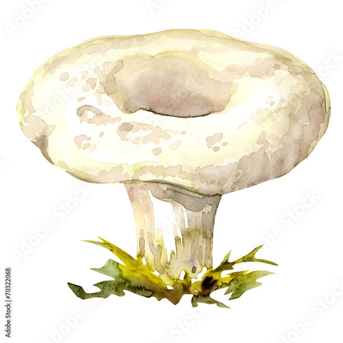 milk mushrooms isolated on white background photo