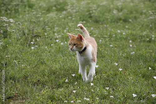 Kitten kitty cat walking on a summer floral lawn