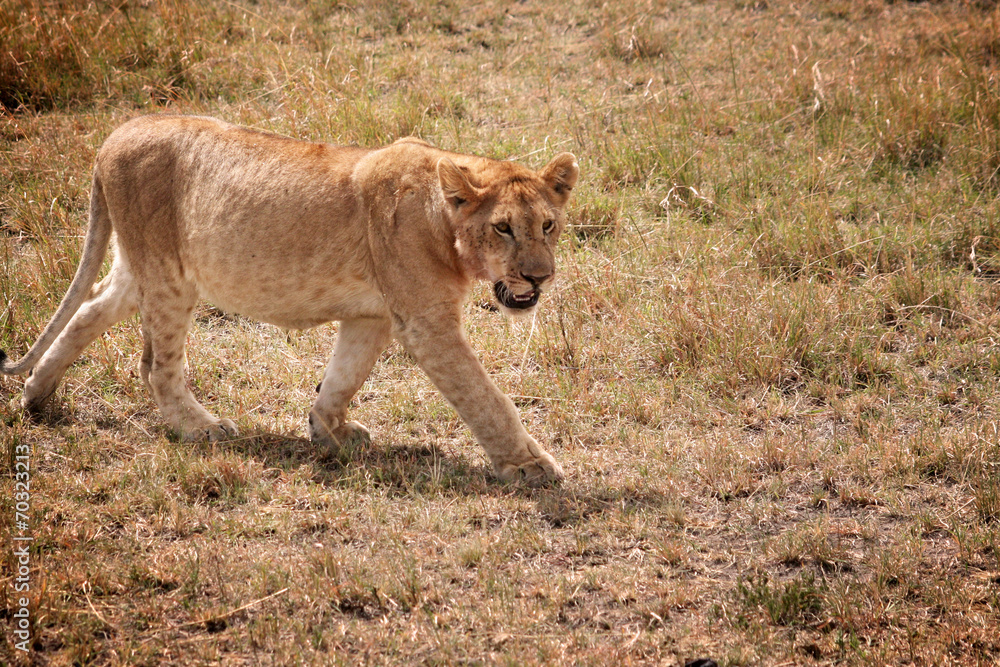 Obraz premium Lionceau de profil nous regarde