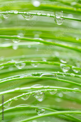 Water drops hanging on pine needles close-up