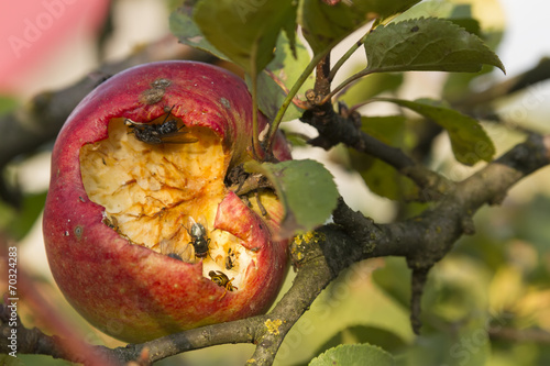 disgusting apple