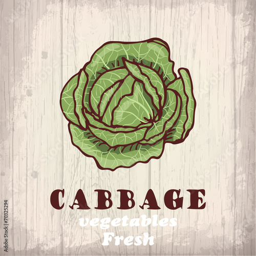Fresh vegetables sketch of a cabbage
