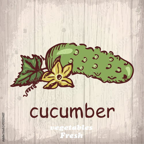 Fresh vegetables sketch of a cucumber