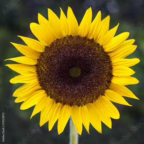 Beautiful Sunflower with green background