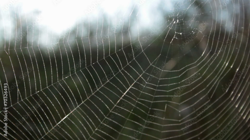 cobweb in wind