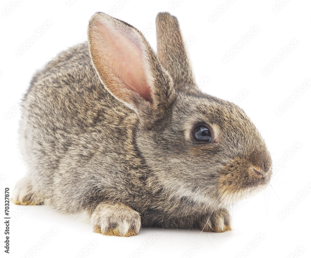 Obraz premium Rabbit
