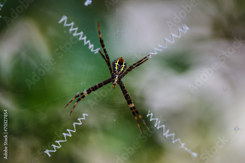 weaver spider