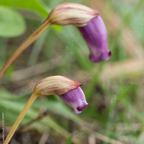 寄生植物のナンバンギセル photo