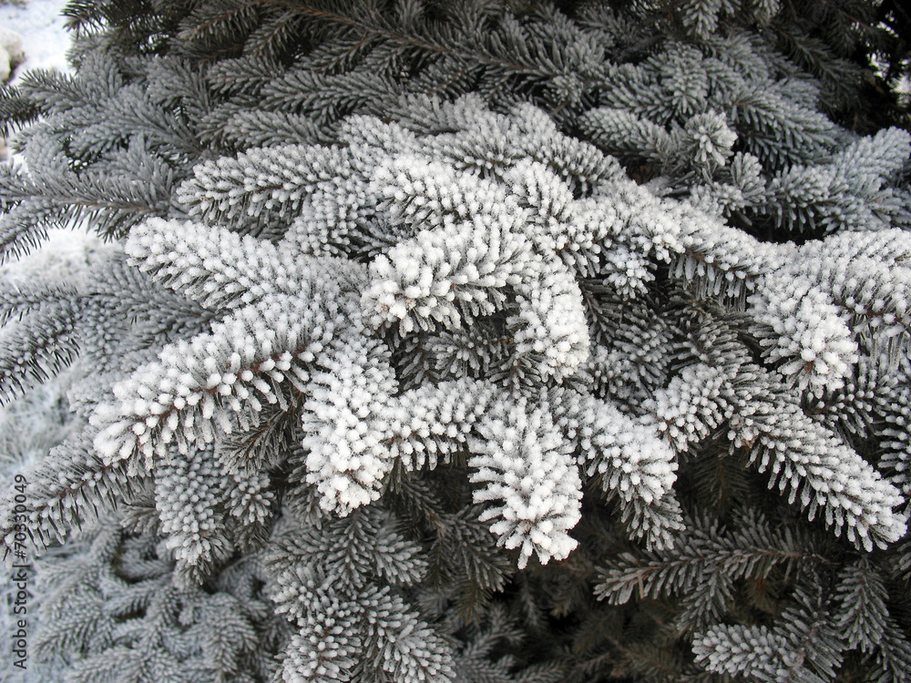 custom made wallpaper toronto digitalWinter background - frosty fir twigs