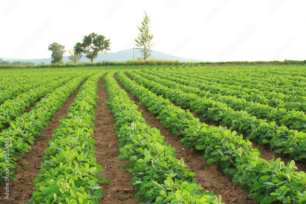 Obraz premium Field