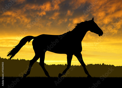 Horse under sunset