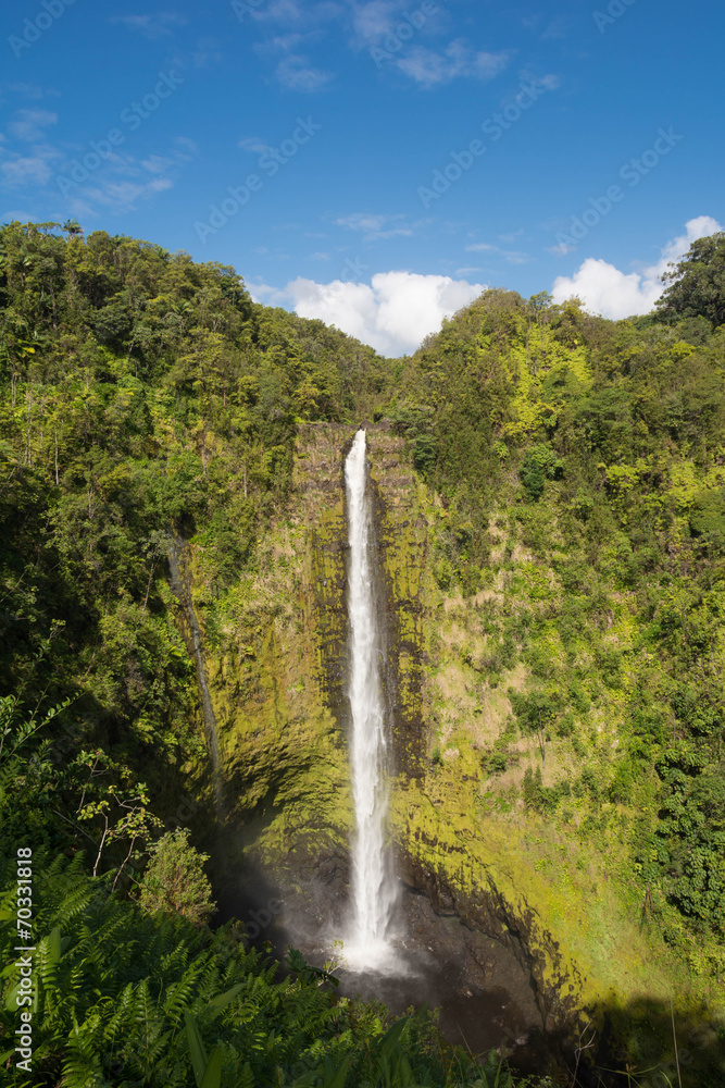 Fototapeta premium Akaka Falls, Hawaii