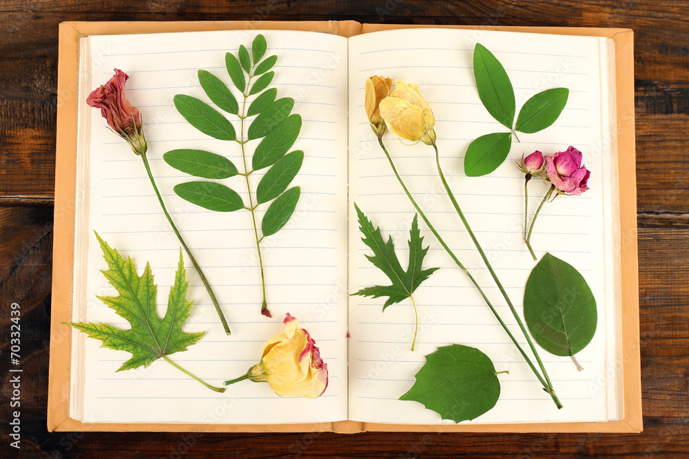 Fototapeta premium Dry up plants on notebook on wooden background