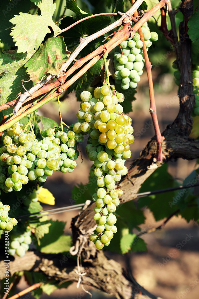 custom made wallpaper toronto digitalBunches of ripe grape on plantation closeup
