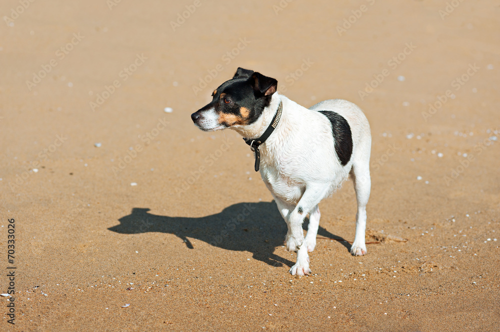 Jack Russell Terrier dog on nature background.