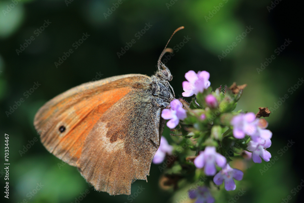Brown Butterfly on the pink Flower in the green Nature Brown Butterfly on the pink Flower in the green Nature