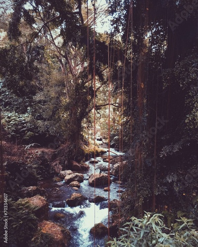 jungle river in gunung kawi temple in bali