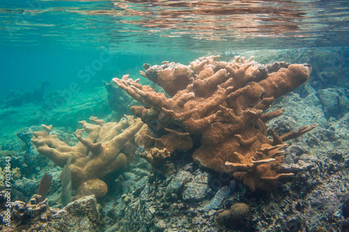 Elkhorn Coral Just Below the Surface