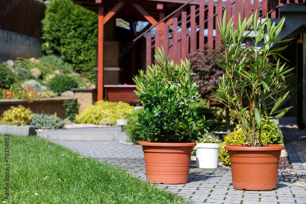 flowers in pot outdoor