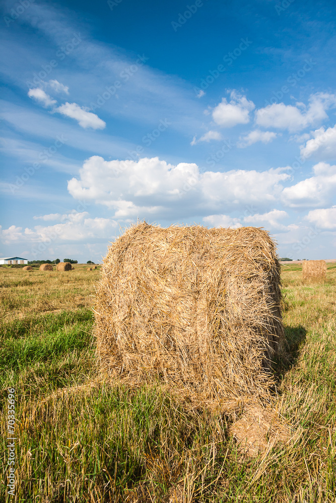 Haystacks in the field