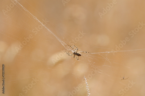 Tarantola nella ragnatela photo