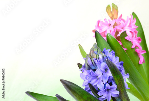 Pink hyacinth