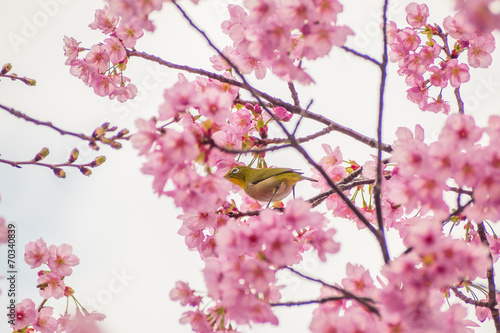 white-eye Bird on Cherry Blossom and sakura