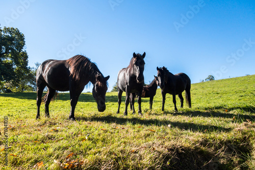 Chevaux © Pictures news