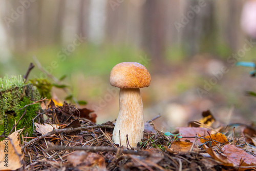cep Mushrooms in the moss. autumn forest