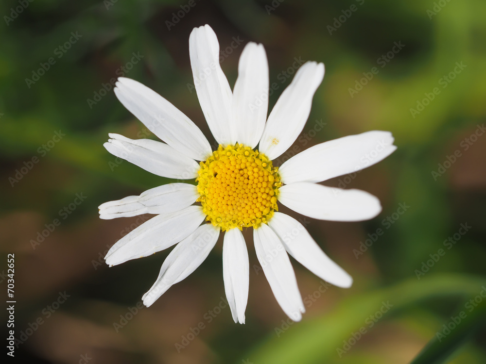 Obraz premium Daisy in the woods