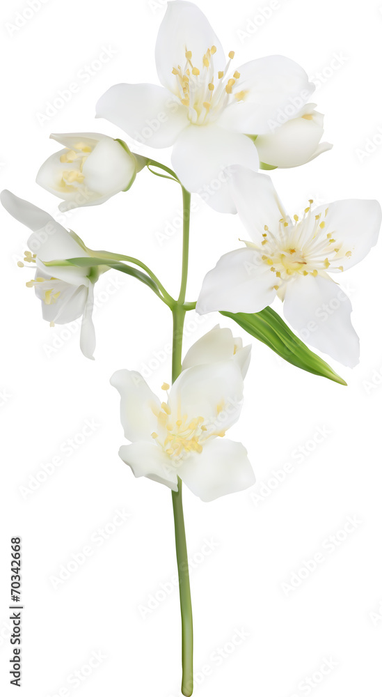 Fototapeta premium illustration with white isolated jasmin branch